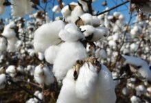 الحكومة-تحدد-خريطة-زراعة-القطن-للموسم-الصيفى-2026
