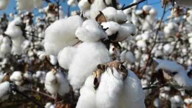 الحكومة-تحدد-خريطة-زراعة-القطن-للموسم-الصيفى-2026