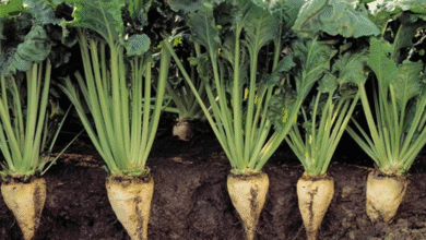 تراجع-الزراعات-يهبط-بتوقعات-إنتاج-سكر-البنجر-إلى 1.8-مليون-طن