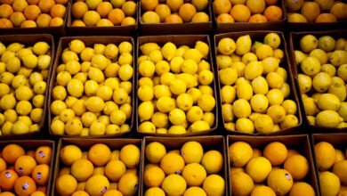 السوق-السلفادوري-يستقبل-صادرات-الليمون-المصري