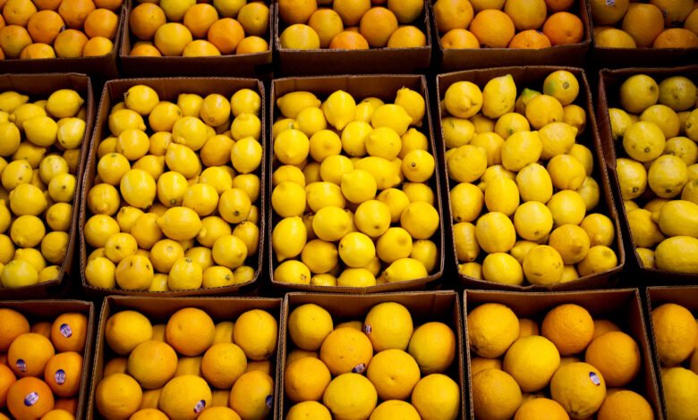 السوق-السلفادوري-يستقبل-صادرات-الليمون-المصري
