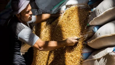 “الزراعة”-تستهدف-توريد-5-ملايين-طن-قمح-الموسم-الحالي