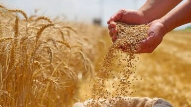 رئيس-الوزراء:-رفع-سعر-توريد-إردب-القمح-ليصل-إلى-2500-جنيه 