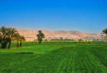 مد-إيقاف-العمل-بقانون-ضريبة-الأطيان-الزراعية
