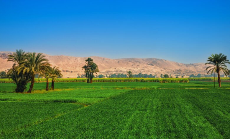 مد-إيقاف-العمل-بقانون-ضريبة-الأطيان-الزراعية